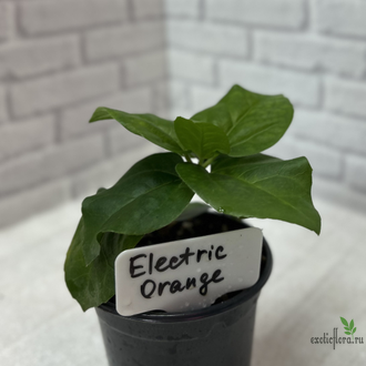 Гибискус  Electric orange