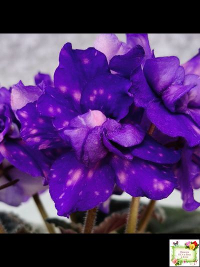 РС-Астролог (С. Репкина) 2020 г.