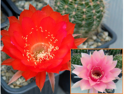 Echinopsis hybrid `Moulin Rouge` X `Фламинго` - 5 семян