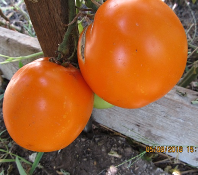 Томат Граф из Эджкомба (Earl Of Edgecombe)