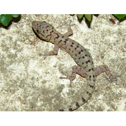 Геккон королевский (Gekko monarchus)