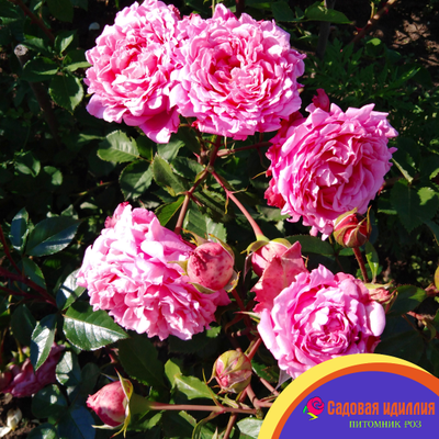 Бьенвеню (Bienvenue)