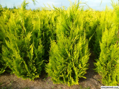 Кипарисовик Лавсона Ивон - Chamaecyparis Lawsoniana Ivonne