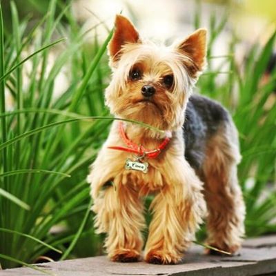 Заготовка «косточка» в сборе, с бортиками. Комплект 10 штук