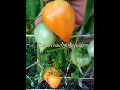 Томат Полуночное солнце (Midnight Sun)