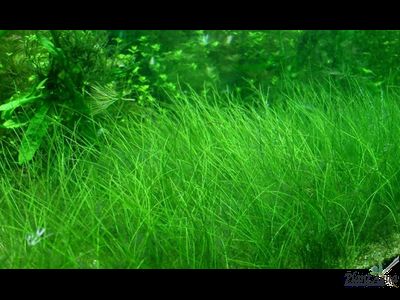 ELEOCHARIS PARVULA/ ЭЛЕОХАРИС ПАРВУЛА (меристемный)