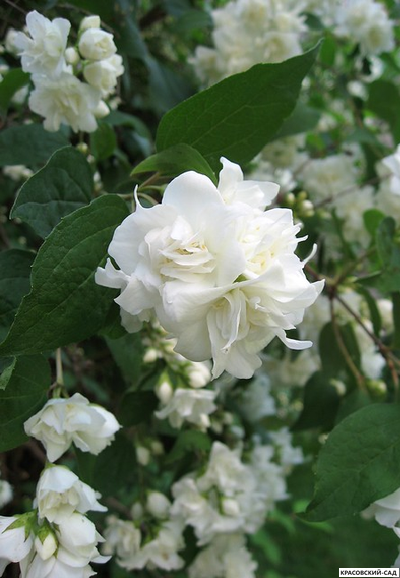 Чубушник венечный Belle etoile - фото цветов крупным планом - красовский-сад.рф