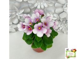 ЛЕ-Колибри (Е. Лебецкая) (3 листа посажены в 1 стак. 20.10.25)