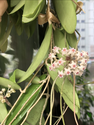 Hoya Parasitica ‘Northabli’