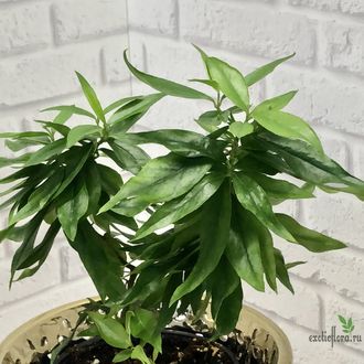 Мирт Боэтика