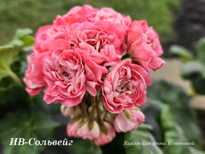 Пеларгония ИВ-Сольвейг