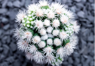 Маммилярия Грацилис Снежный шар - Mammillaria Gracilis  cv. Arizona Snowcap, Mammillaria gracilis f. mostruosa