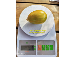 Томат Гном Дерзкая Мэри (Saucy Mary Dwarf) США