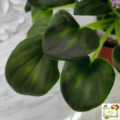 LV-Цветы для Любимого (Л. Шевелева) 2025 г. трейлер (клакамасный лонг)