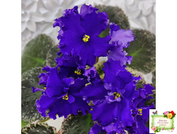 ЛЕ-Демо (Е. Лебецкая) 2014 г.