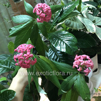 Рондолетия розовая ароматная / Rondeletia leucophylla