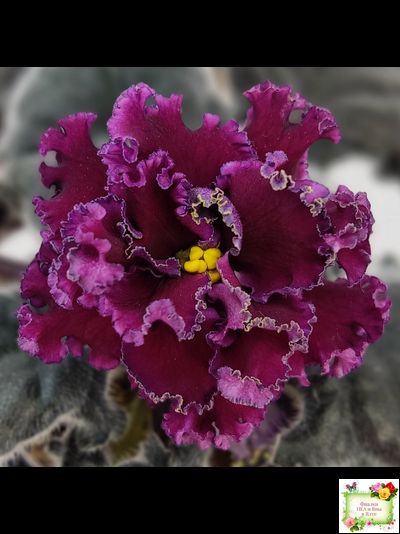 ПТ-Мерло Люкс (Т. Пугачева)