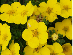 Лапчатка кустарниковая Gold star, C3