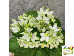 Марина Цветаева (А.Басенина) 2017 г. химера (сорт укоренённый пасынок)