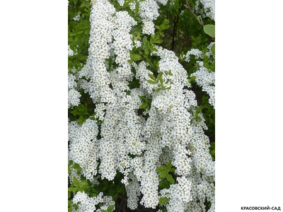 Спирея серая Грефшейм -  Grefsheim