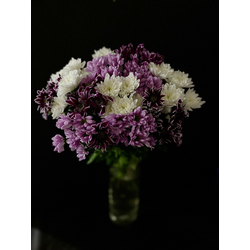 Хризантема кустовая микс 15 шт