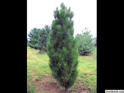 Сосна Грин Рокет - Green Rocket