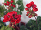 Carmen Andrea - пеларгония тюльпановидная - описание сорта, фото - купить черенки в Перми и почтой