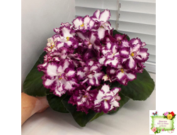 ВаТ-Волшебная Сказка (Т.Валькова) 2019 г. (лист посажен 17.09.25)