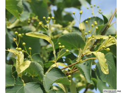 Липа Гринспаер - Greenspire