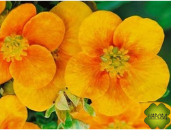 Лапчатка кустарниковая "МАНГО ТАНГО" (НЕОБЫЧНЫЙ КРАСИВЫЙ ОКРАС)