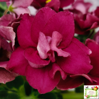 ВаТ-Супер Мама (Т.Валькова) 2020 г.