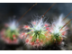 Геммы Drosera Sargentii