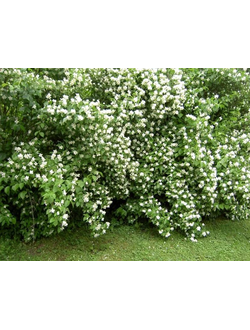 Чубушник венечный (обыкновенный) белый; С2