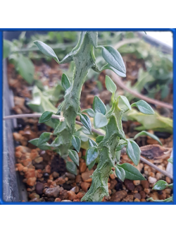 Ceropegia simoneae 'green form'