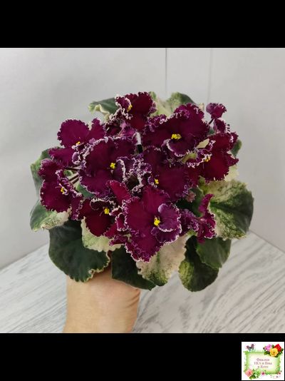 ЛЕ-Шелковые Кружева (Е. Лебецкая) 2017 г. (лист посажен 28.01.26)