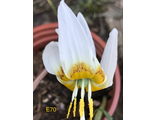 Erythronium sibiricum forma 70