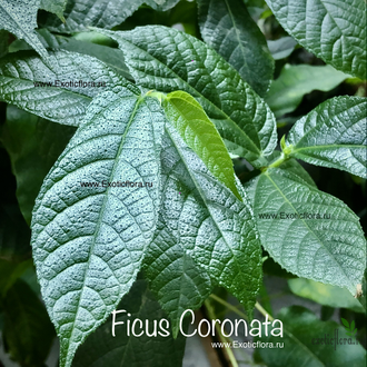 Ficus Coronata / фикус Короната