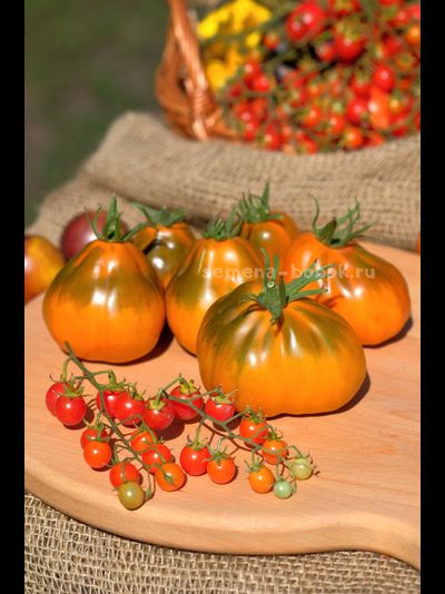 Томат Ярсон 13 (Охровая груша), 10 шт