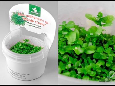 MICRANTHEMUM TWEEDIEI "MONTE CARLO"/ МИКРАНТЕМУМ "МОНТЕ КАРЛО" (меристемный)