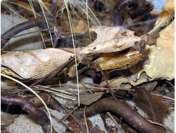 Малазийский листовидный богомол (Deroplatys desiccata)