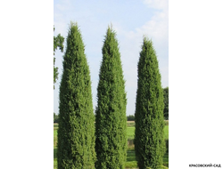 Можжевельник Хиберника - Hibernica