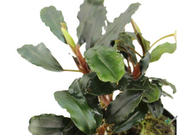 Буцефаландра Theia