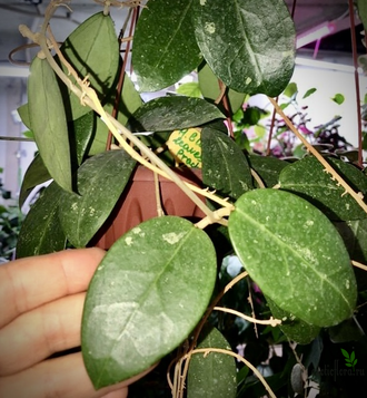 Hoya sp. ‘ Black Leaves ‘  from Prachinburi Province in Thailand (EPC-301)