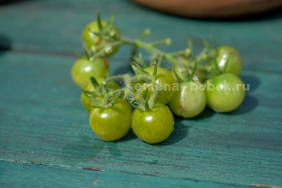 Томат Green Doctors Frosted (Грин Доктор Фростед), 10 шт