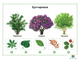 Растения, комбинированное наглядное пособие (СD-диск + 80 карточек)