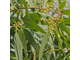 Эвкалипт лимонный (Eucalyptus citriodora) - 100% натуральное эфирное масло