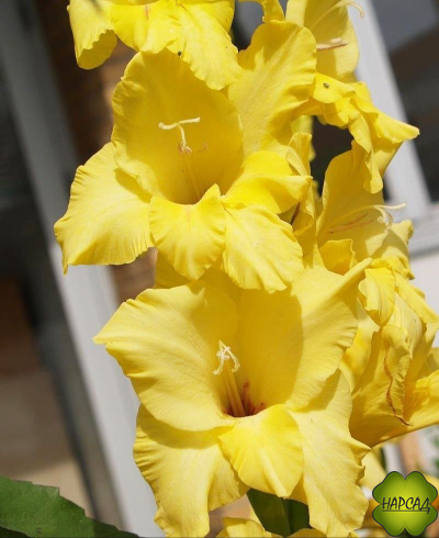 ЛУКОВИЦЫ ГЛАДИОЛУСОВ В АССОРТИМЕНТЕ КРУПНЫЙ РАЗБОР (В НАЛИЧИИ С 1 МАРТА 2024)