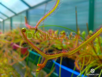 Drosera "Binata Extrema Multifida"