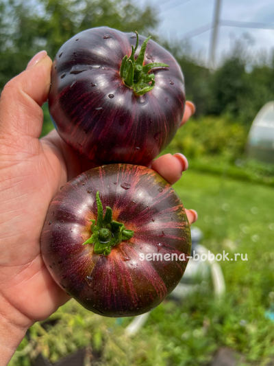 Томат Leprechaun Gosha (Лепрекон Гоша), 10 шт