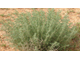 Полынь пустынная, белая (Artemisia herba-alba Asso) - 100% натуральное эфирное масло